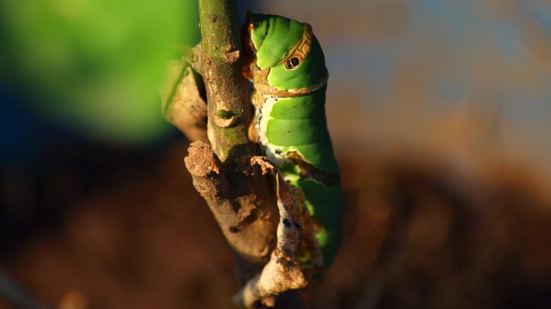 closeup of lime swallowtail caterpillar