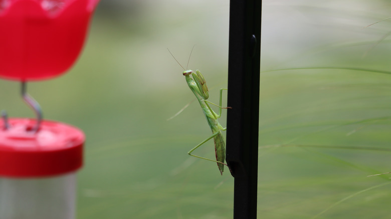 Mantis on feeder pole