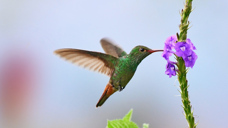 Hummingbird at flower