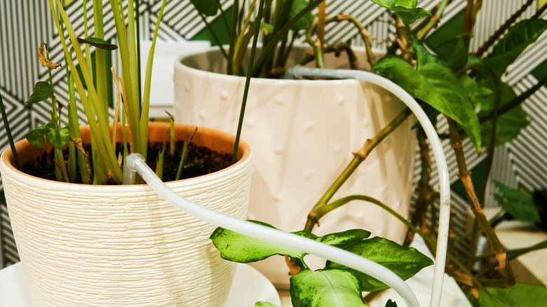 hosing potted plants