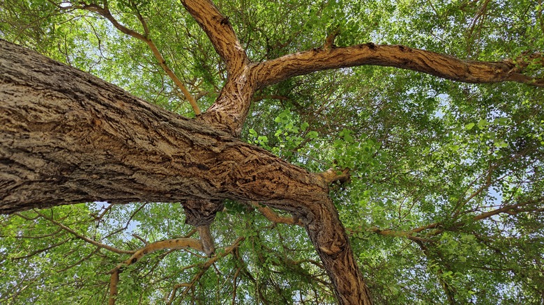 the trunk and leaves of a sissoo tree, from the viewpoint of the ground up