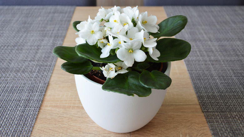 white African violet houseplant