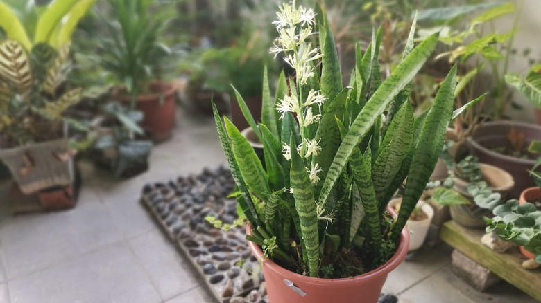 snake plant with white flowers