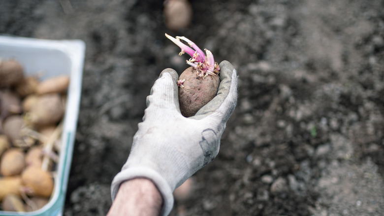man planting seed potatoes
