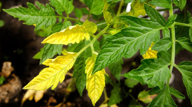 yellow leaves on tomato plant