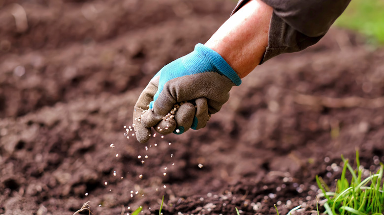 gardener amending garden soil