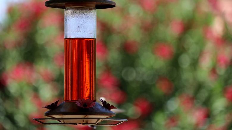 hummingbird feeder with red nectar