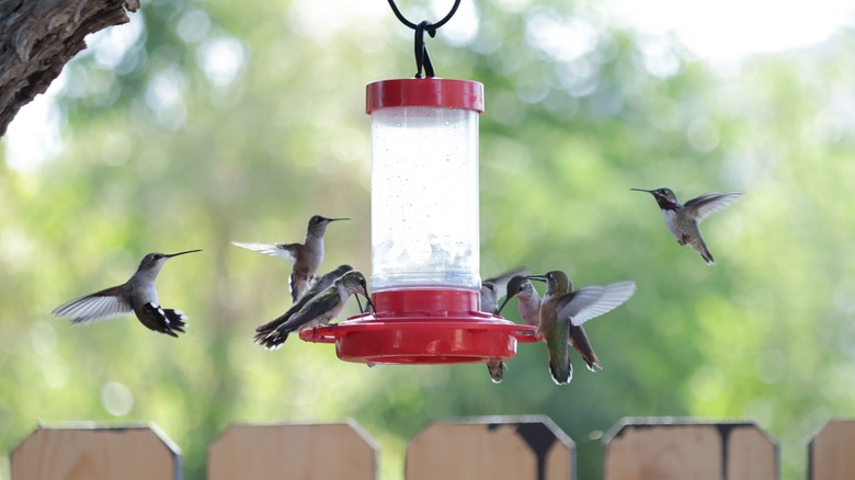 group of hummingbirds at feeder