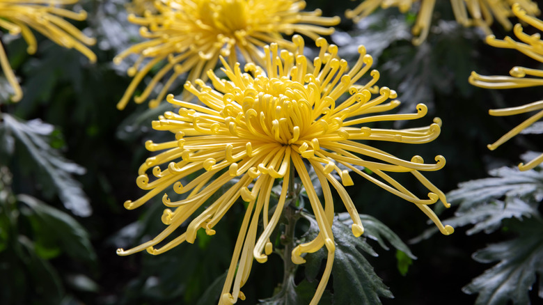 Close-up of a yellow spider mums in bloom