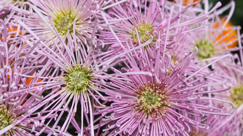 Light purple spider mums in full bloom