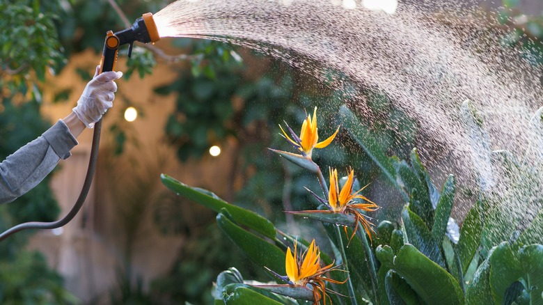 spray watering bird of paradise