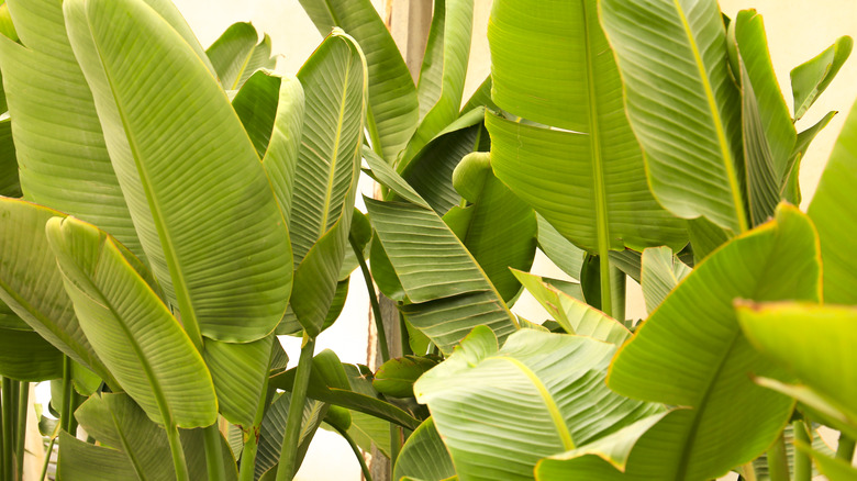 bird of paradise leaves