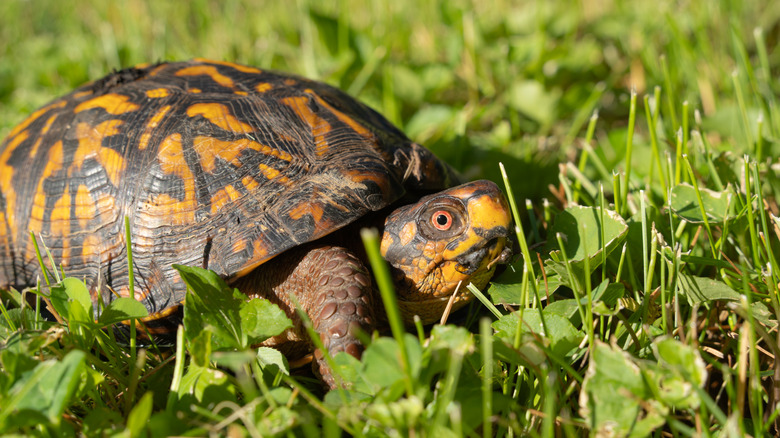 turtle walking through backyard