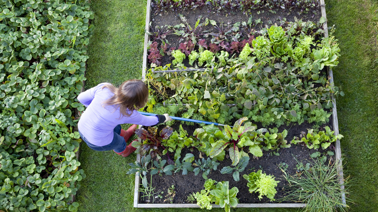 Strawberry and vegetable gardens