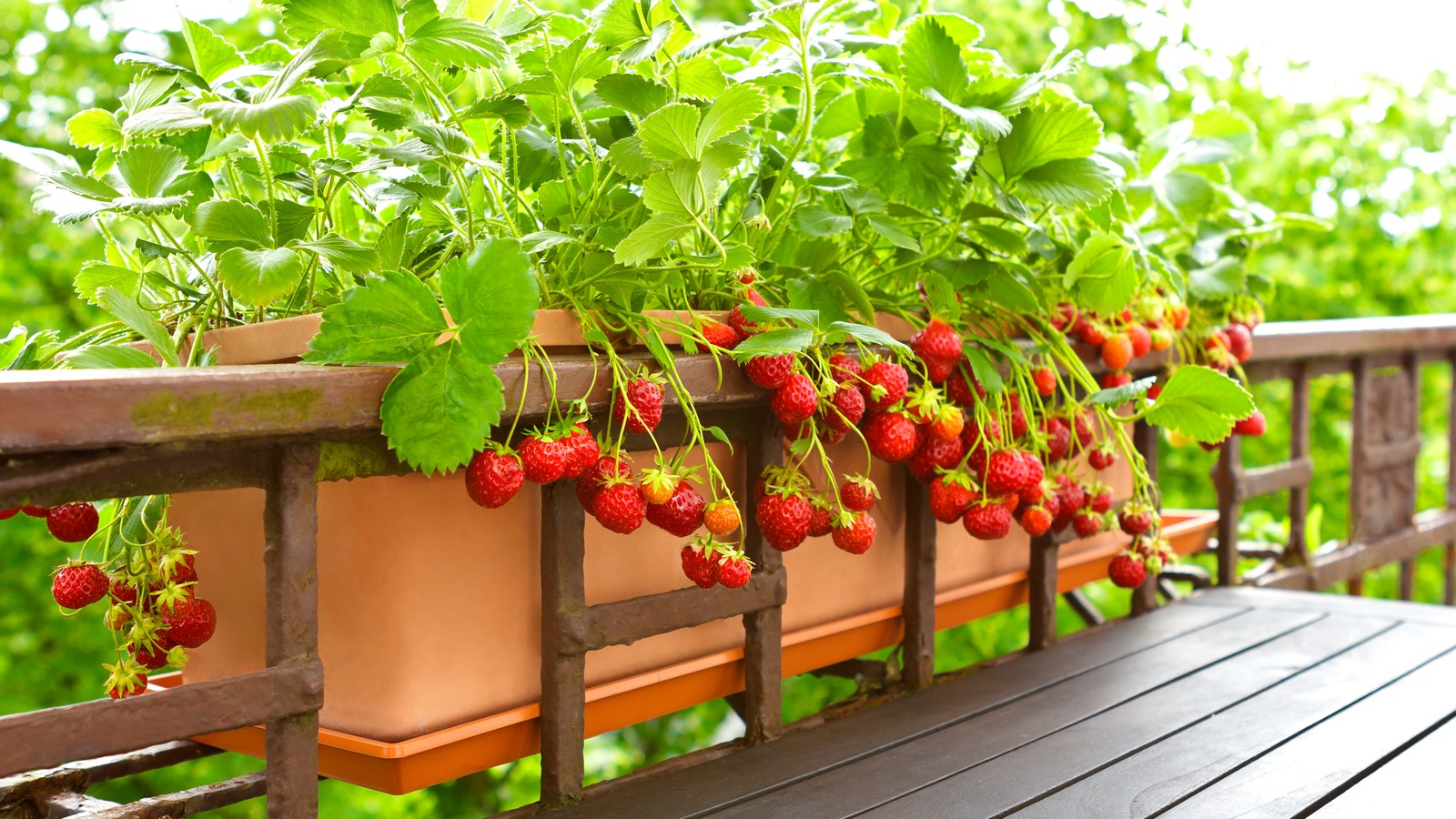 https://www.housedigest.com/img/gallery/why-strawberries-and-tomatoes-do-not-get-along-when-planted-next-to-each-other/l-intro-1694007890.jpg