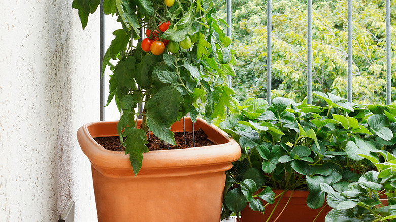 Tomato and strawberry plants