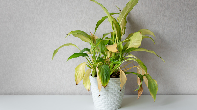 Houseplant with yellowing leaves