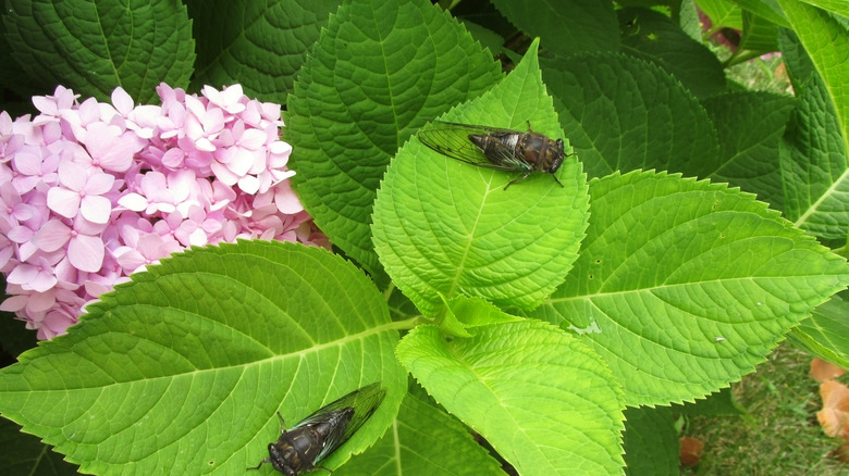 Summer crush hydrangeas