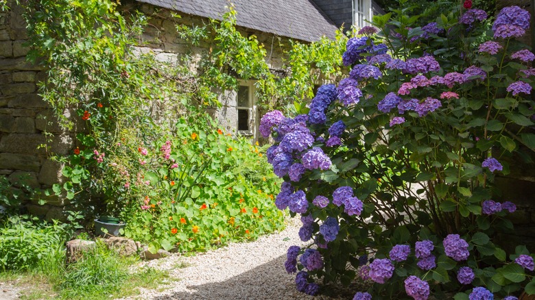 Summer crush hydrangeas garden