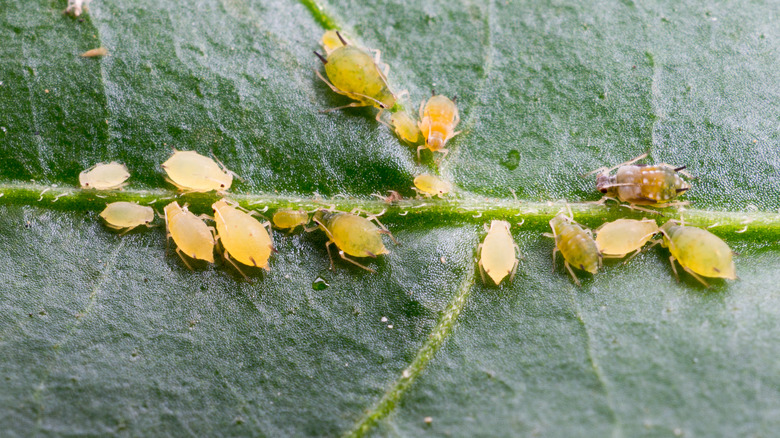 aphids on a feaf