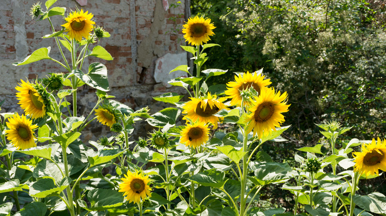 Sunflowers growing in the garden