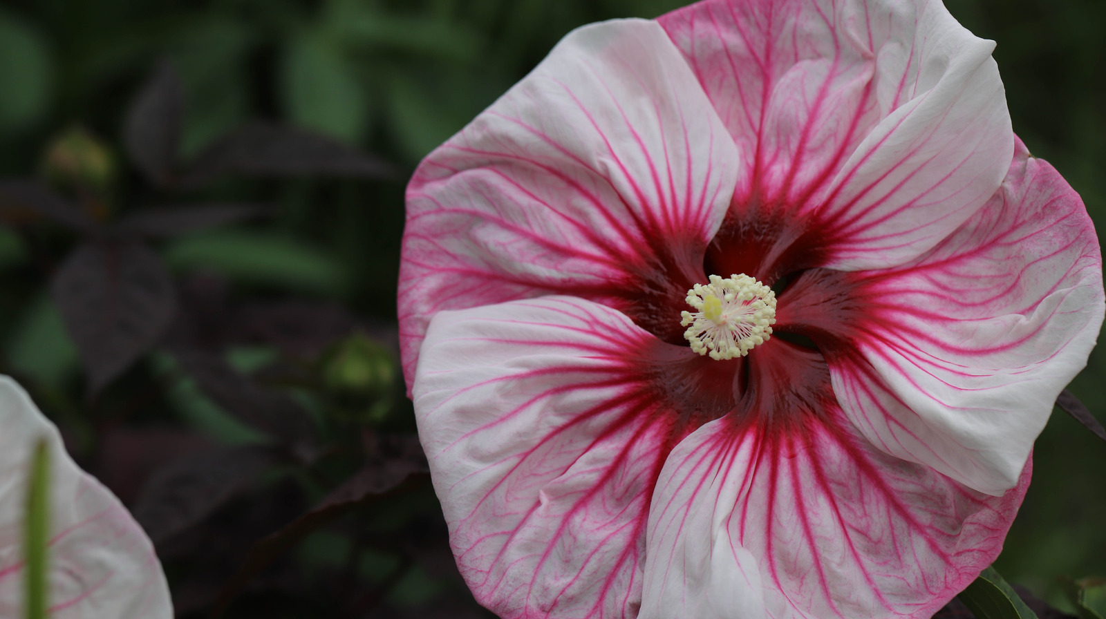 Why Sweet Alyssum Pairs So Nicely With Hibiscus In The Garden