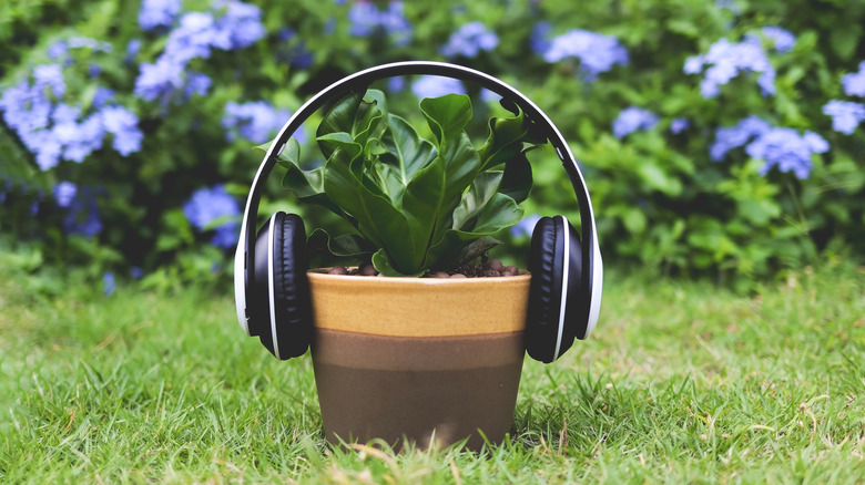 potted plant with headphones