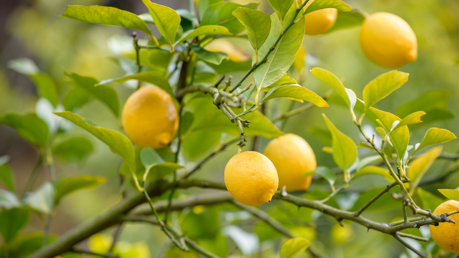 Why That Lemon Tree Is Struggling In Your Garden