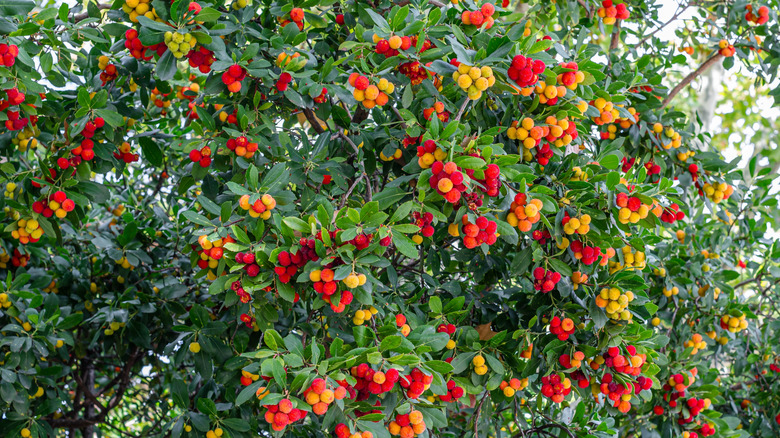 The fruiting canopy of an arbutus tree