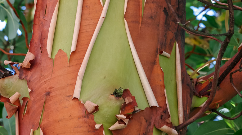 Close up showing the peeling bark on Arbutus menziesii