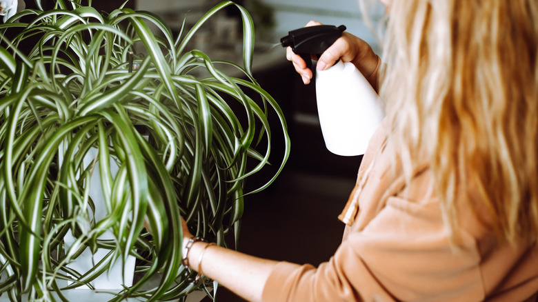 Person misting spider plant