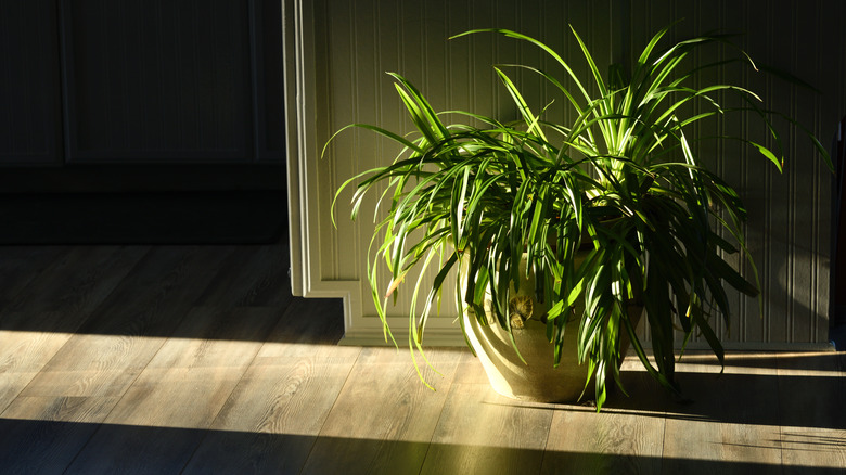 spider plant in dramatic lighting