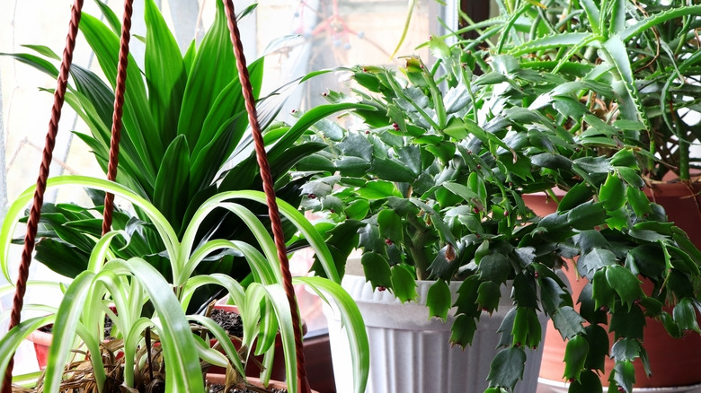 aspidistra in collection of houseplants