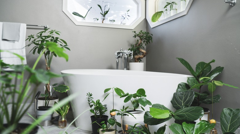 bathroom filled with plants