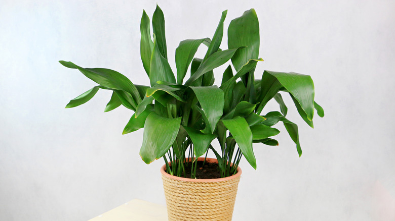 Aspidistra elatior in pot