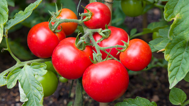 Bright red tomatoes on vine