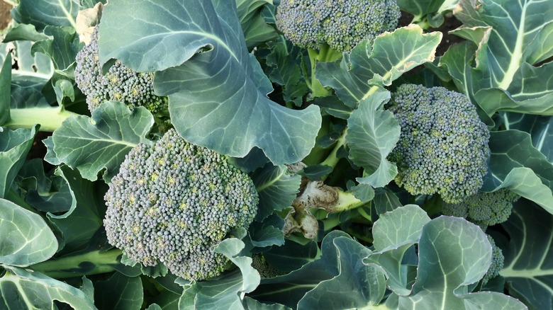 broccoli in garden