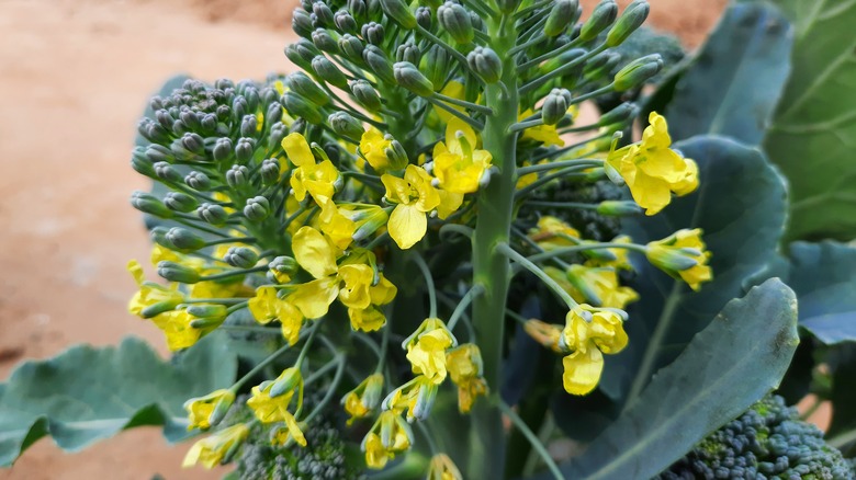 yellow broccoli flowers upclose 