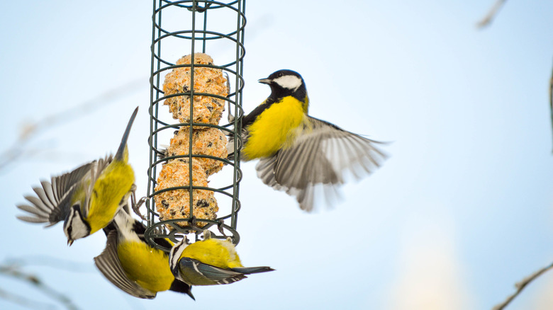 Birds at caged bird feeder