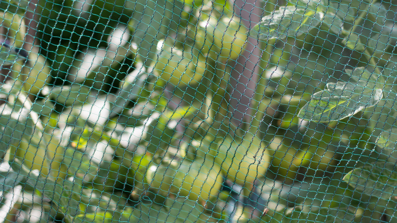 Protective netting covering tomato plants