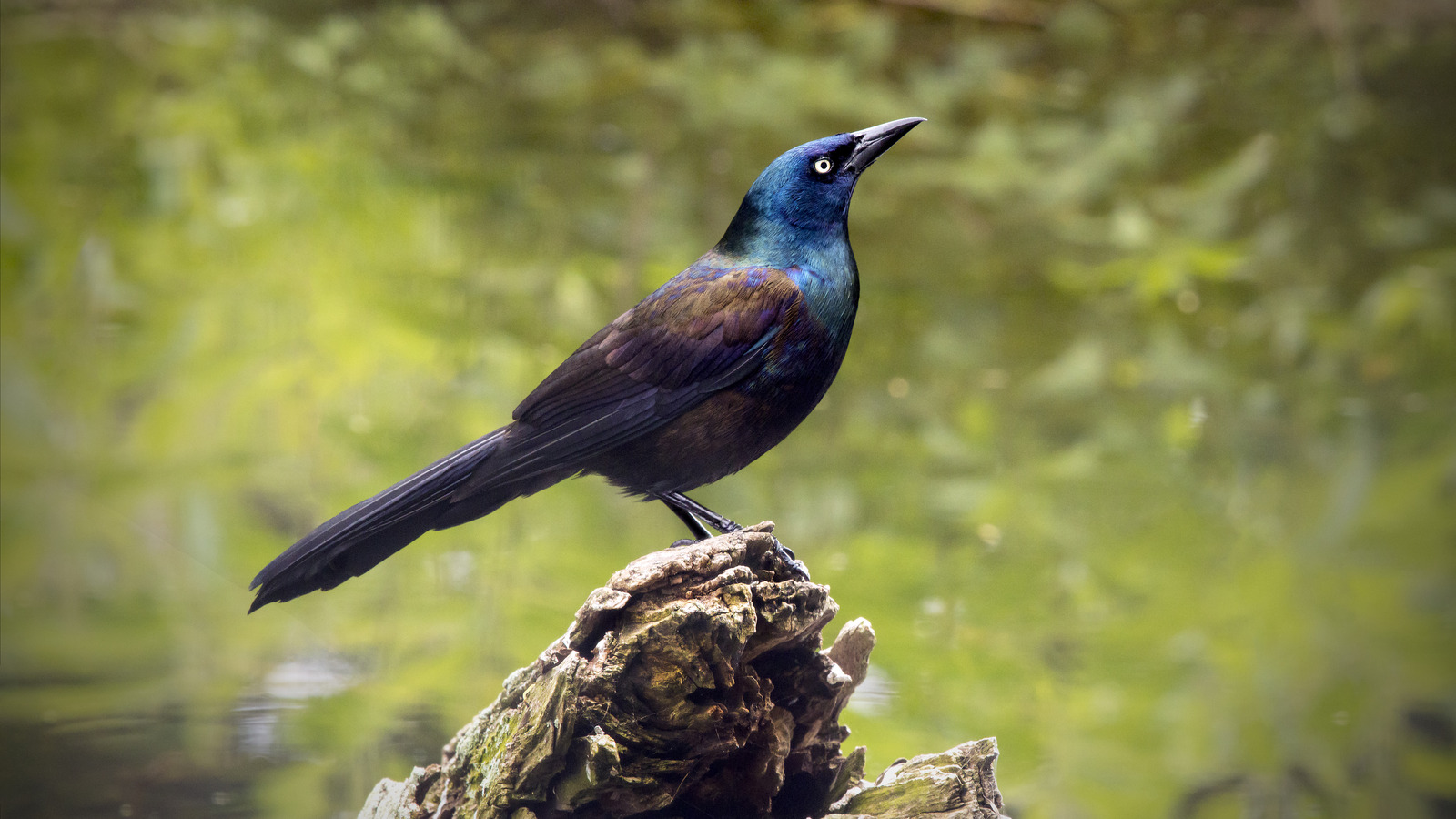 Why The Common Grackle Isn't A Bird Breed You'll Want In Your Back Yard