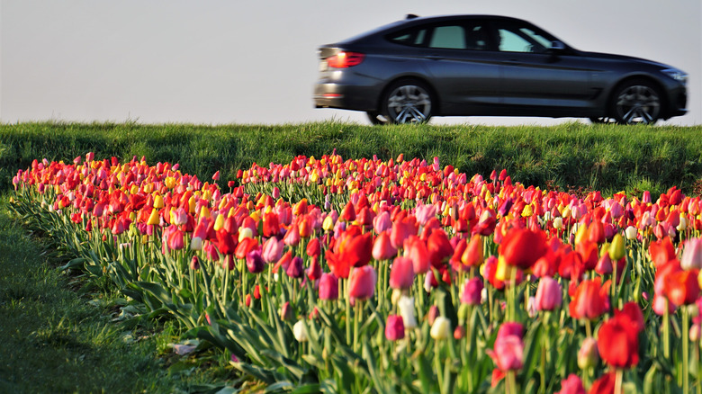 Car driving past tulip garden