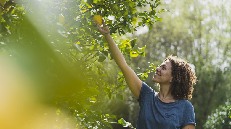 Person picking lemon from tree