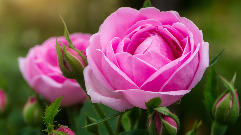 Pink damask roses