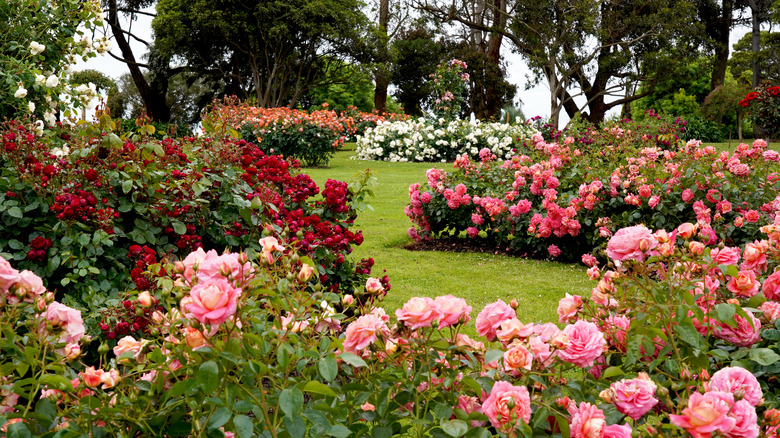 Garden of multicolored roses