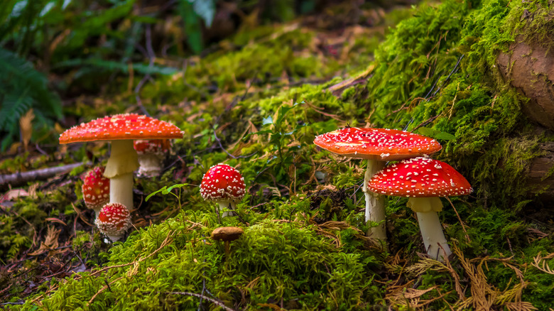 Red-and-white mushrooms in moss