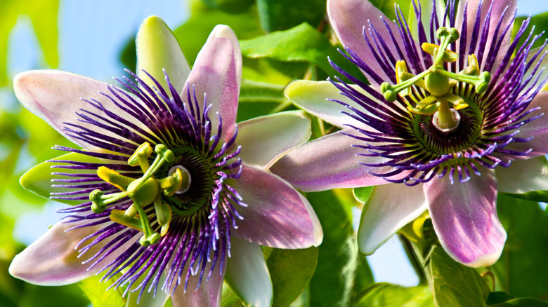 Close-up of two passion flowers