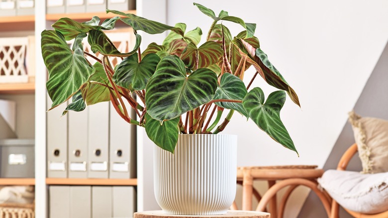 Philodendron in indoor pot