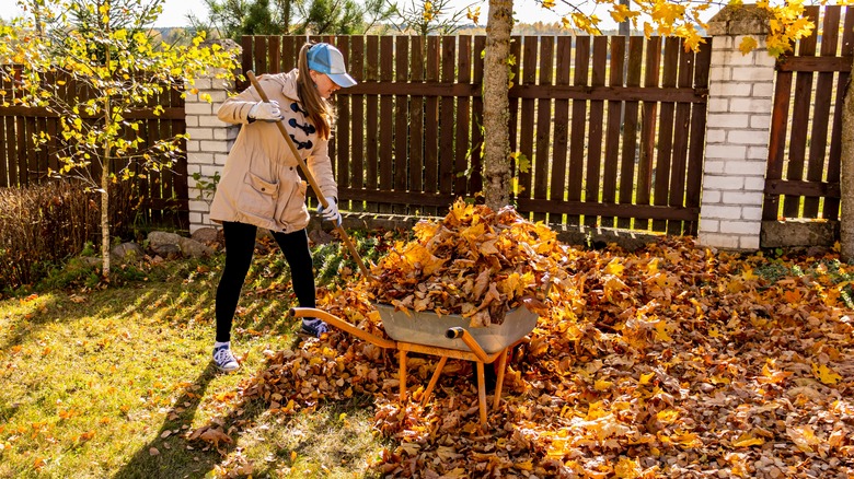 woman filling wheelbarrow with leaves