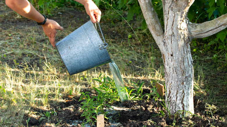 Person watering fruit tree 